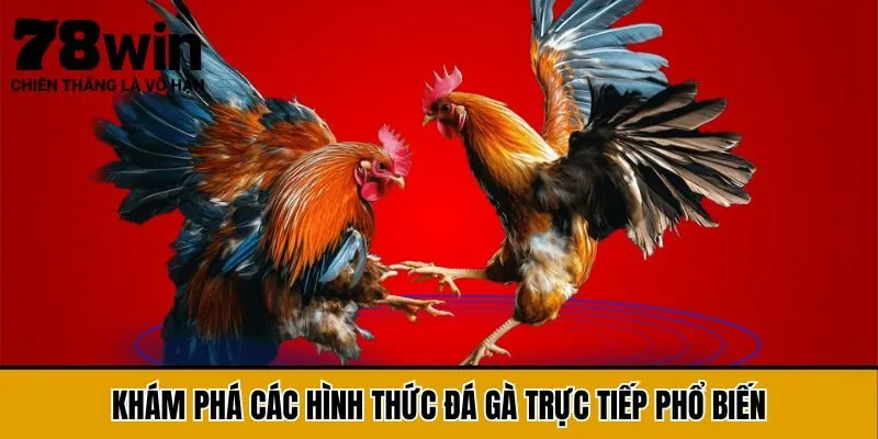Khám phá các hình thức đá gà trực tiếp phổ biến