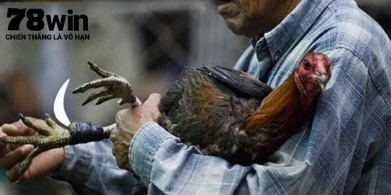 Đá Gà Cựa Dao Tại 78Win - Đỉnh Cao Cá Cược Kịch Tính 