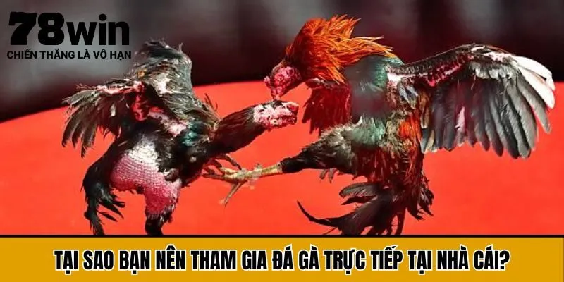 Tại sao bạn nên tham gia đá gà trực tiếp tại nhà cái 78Win?